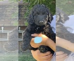 Small Photo #9 Goldendoodle Puppy For Sale in SAVANNA, IL, USA