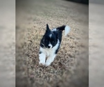 Puppy Stripe Border Collie-Papillon Mix