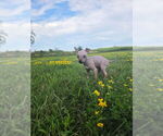 Small #7 American Hairless Terrier
