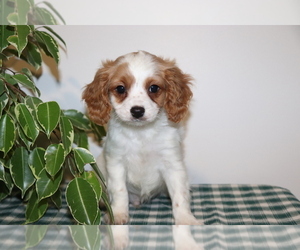 Cavapoo Puppy for sale in SHILOH, OH, USA