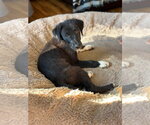 Small #3 Great Pyrenees Mix
