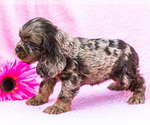 Puppy Kamee Cocker Spaniel