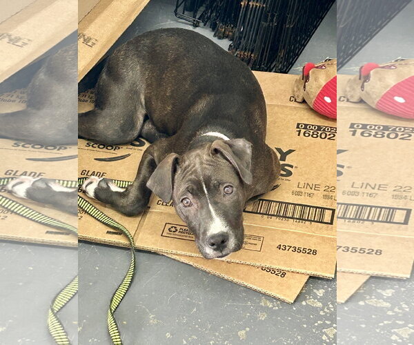 Medium Photo #9 Staffordshire Bull Terrier-Unknown Mix Puppy For Sale in Hillsboro, MO, USA