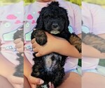 Puppy Dali Miniature Bernedoodle