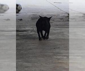 French Bulldog-Unknown Mix Dogs for adoption in San Antonio, TX, USA