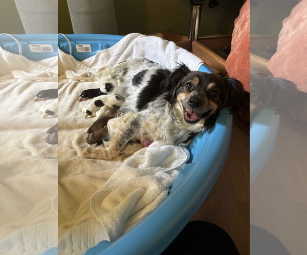 Medium Photo #7 Spaniel-Unknown Mix Puppy For Sale in Bellevue, WA, USA