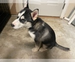 Small Photo #14 Siberian Husky Puppy For Sale in FLAT ROCK, MI, USA