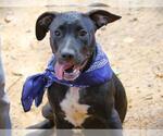 Small Labrador Retriever Mix