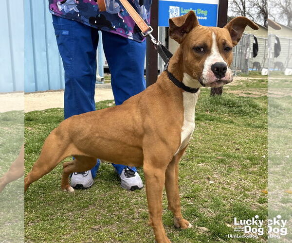 Medium Photo #5 Boxador Puppy For Sale in Washington, DC, USA