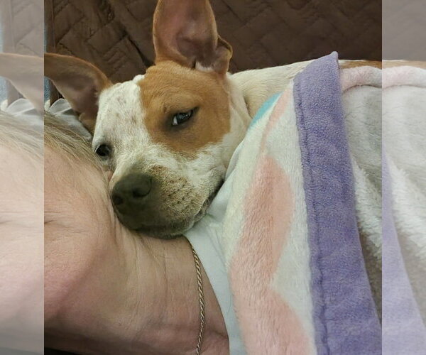 Medium Photo #12 American Staffordshire Terrier-Unknown Mix Puppy For Sale in Arlington, VA, USA