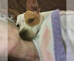 Small #11 American Staffordshire Terrier Mix