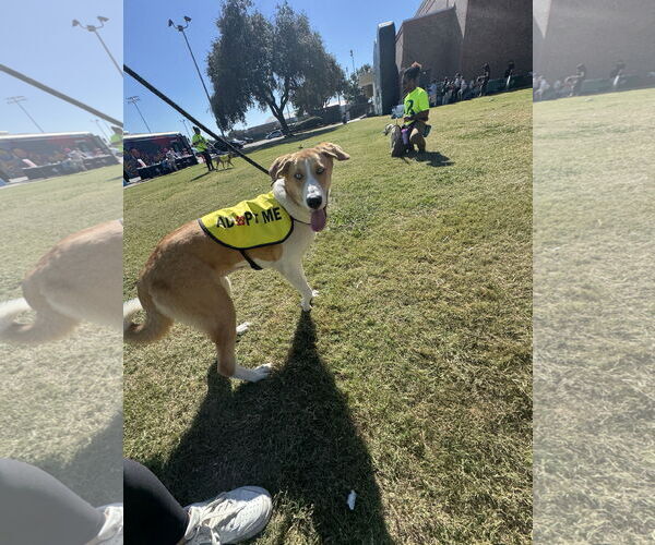 Medium Photo #3 Labsky Puppy For Sale in Rowlett, TX, USA