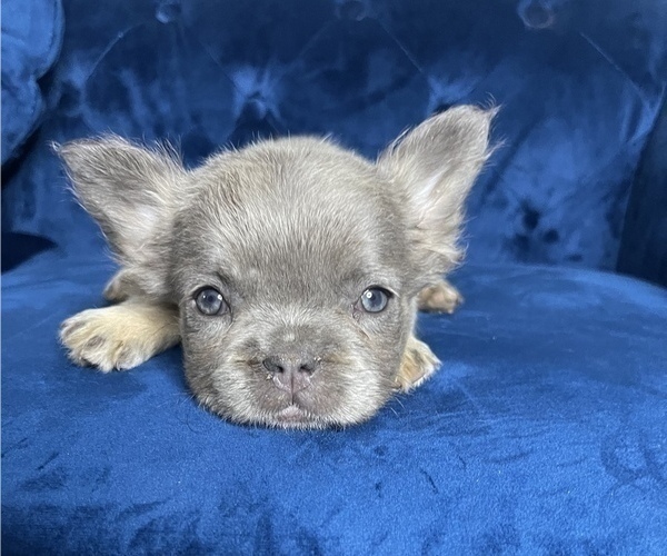 Medium Photo #40 French Bulldog Puppy For Sale in BEVERLY HILLS, CA, USA