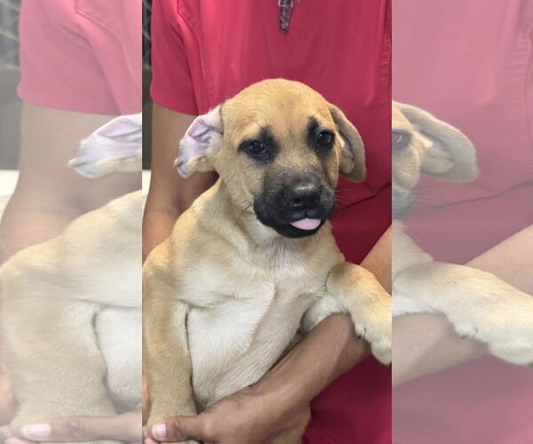 Medium Photo #2 Mutt Puppy For Sale in Royal Palm Beach, FL, USA