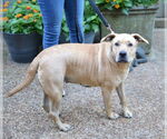 Small #1 Labrador Retriever Mix