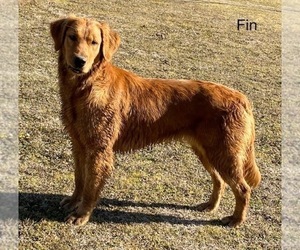Mother of the Golden Retriever puppies born on 07/06/2026