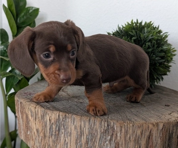 Medium Photo #44 Dachshund Puppy For Sale in GOSHEN, IN, USA