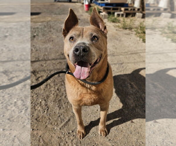 Medium Photo #1 Mutt Puppy For Sale in El Centro, CA, USA