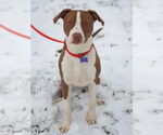 Small #9 American Pit Bull Terrier-Pointer Mix