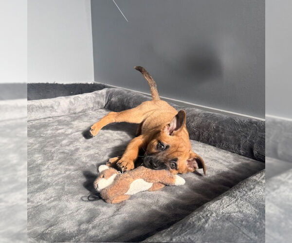 Medium Photo #2 Mutt Puppy For Sale in Plainfield, IL, USA