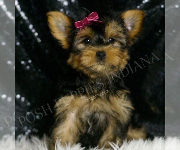 Medium Photo #4 Yorkshire Terrier Puppy For Sale in WARSAW, IN, USA
