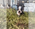 Small #6 Boston Terrier