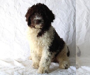 Golden Newfie Doodle Puppy for sale in FREDERICKSBURG, OH, USA