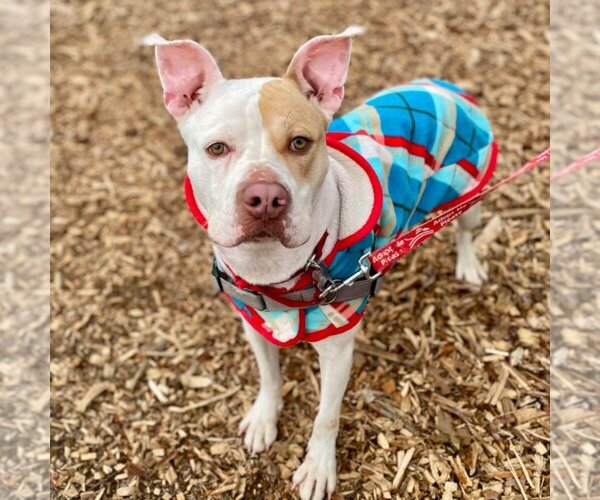 Medium Photo #7 American Bulldog-Unknown Mix Puppy For Sale in Canton, CT, USA