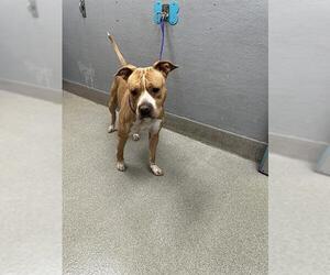 American Pit Bull Terrier-Unknown Mix Dogs for adoption in Las Vegas, NV, USA