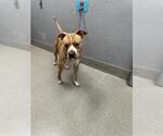 Small American Pit Bull Terrier Mix