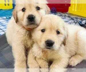 English Cream Golden Retriever Dogs for adoption in SALT LAKE CITY, UT, USA