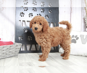 Goldendoodle (Miniature) Puppy for sale in MARIETTA, GA, USA