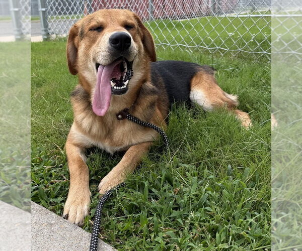 Medium Photo #1 Mutt Puppy For Sale in Glen Allen, VA, USA