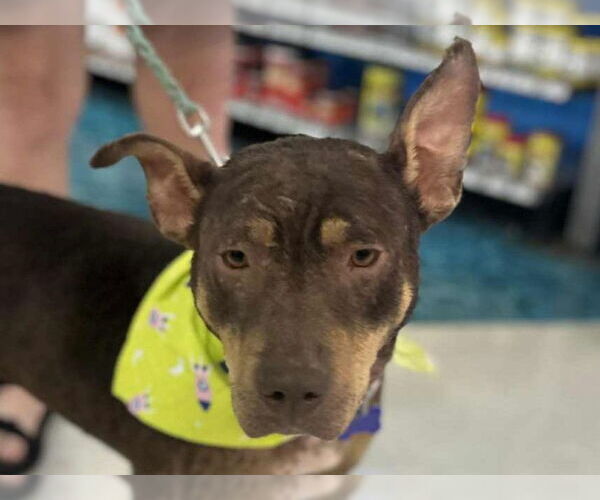 Medium Photo #1 Australian Kelpie-Doberman Pinscher Mix Puppy For Sale in Cookeville, TN, USA