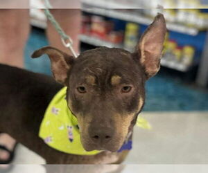 Australian Kelpie-Doberman Pinscher Mix Dogs for adoption in Cookeville, TN, USA