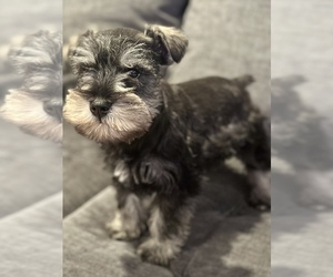 Schnauzer (Miniature) Dog for Adoption in JEFFERSON, Oregon USA