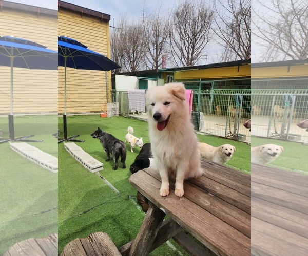 Medium Photo #3 Golden Retriever-Unknown Mix Puppy For Sale in Agoura Hills, CA, USA