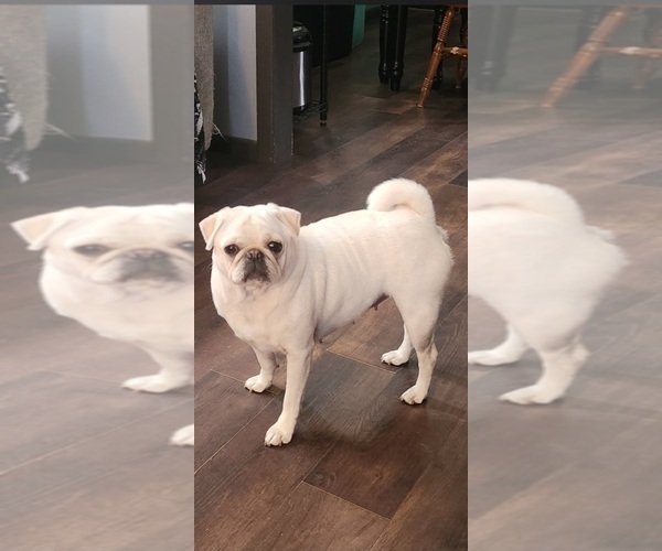 Medium Photo #1 Pug Puppy For Sale in CORY, IN, USA