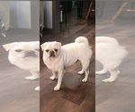 Small Photo #1 Pug Puppy For Sale in CORY, IN, USA