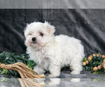 Small Photo #7 Maltese Puppy For Sale in HOLMESVILLE, OH, USA
