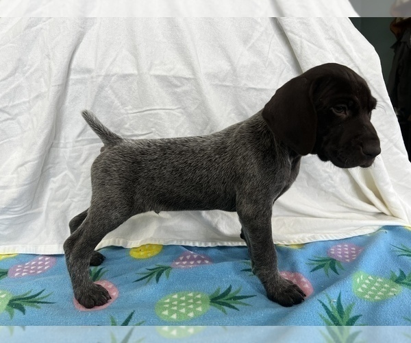 Full screen Photo #1 German Shorthaired Pointer Puppy For Sale in SANBORN, NY, USA