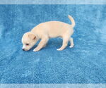 Small #1 Chihuahua Mix