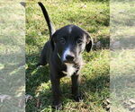 Small #3 Labrador Retriever Mix