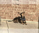 Small #2 Chiweenie