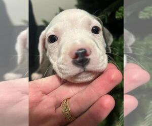 American Pit Bull Terrier Puppy for sale in PROVO, UT, USA