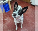 Small #4 American Pit Bull Terrier Mix