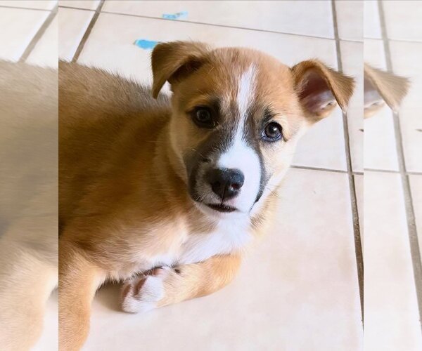 Medium Photo #4 Mutt Puppy For Sale in Fort Worth, TX, USA