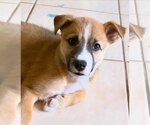 Small #3 Mutt