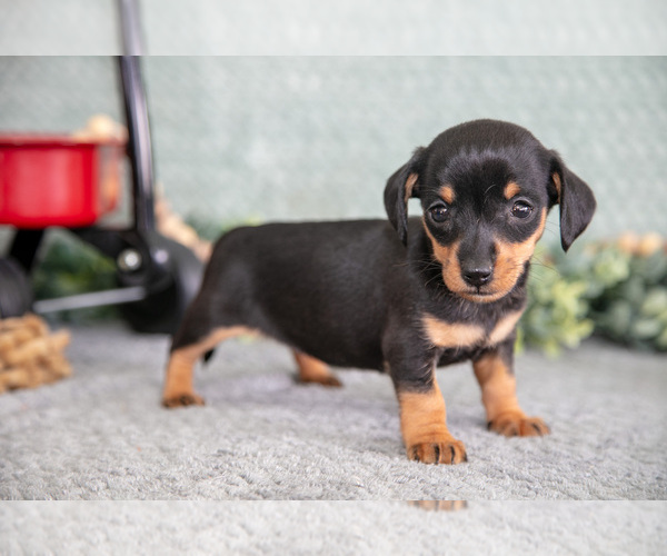 Medium Photo #12 Dachshund Puppy For Sale in ELIZABETHTOWN, PA, USA