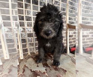 Labradoodle Dogs for adoption in CRANDALL, TX, USA